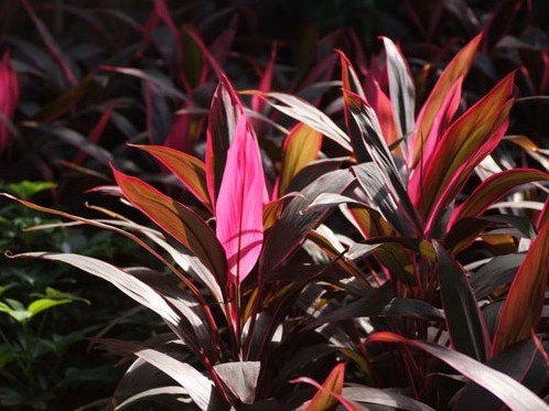 朱蕉的养殖方法和注意事项(图2)