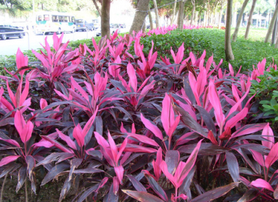 ​朱蕉的养殖方法和注意事项