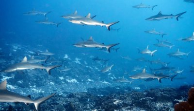 ​鲨鱼是产卵还是直接生 鲨鱼是卵生的吗?