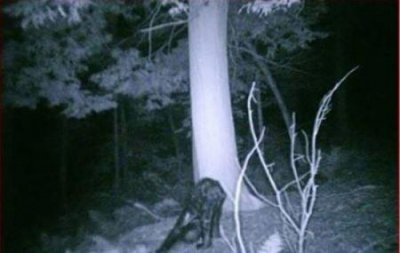 ​世界上最大的蜈蚣在什么地方出现？