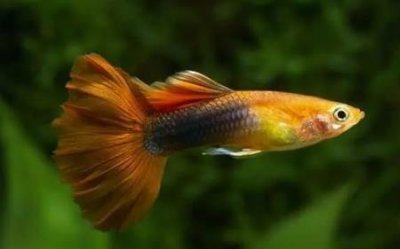 ​儒艮为什么叫美人鱼 儒艮变成美人鱼