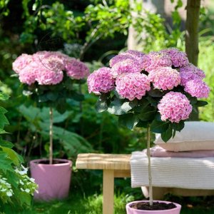 ​“4种”漂亮小花，皮实好养繁殖快，每年都花开爆，很适合阳台养