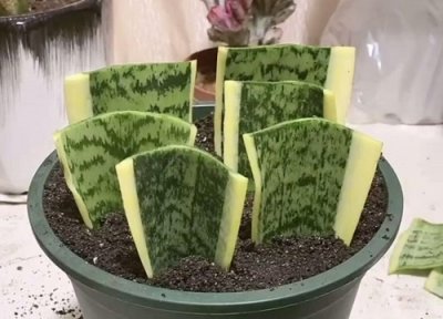 ​虎皮兰剪下来能直接插土里吗（虎皮兰的扦插方法几月份易活）