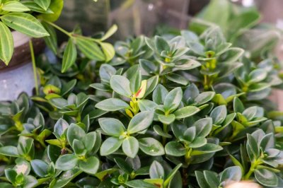 ​金鱼吊兰水培几天长根，怎么长得快