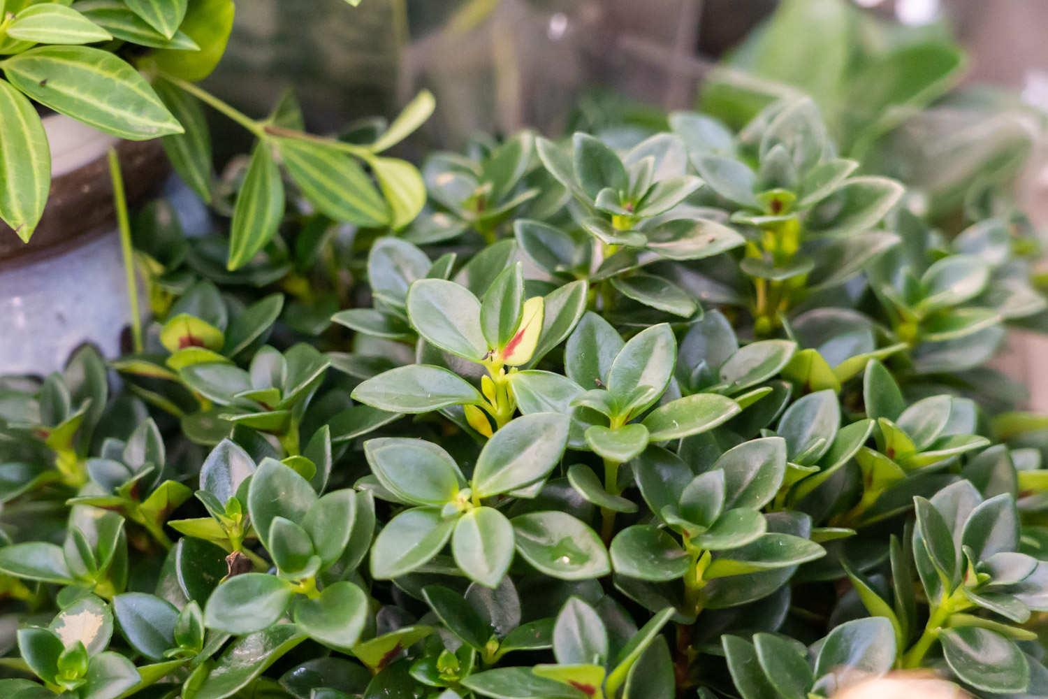 金鱼吊兰 金鱼吊兰