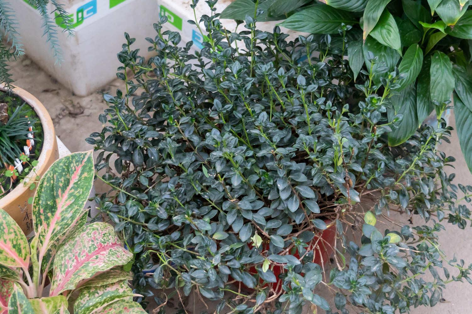 金鱼吊兰 金鱼吊兰