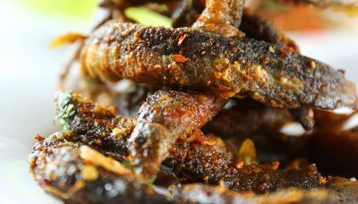 ​火头鱼的图片大全大图 火头鱼的图片真实