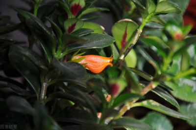 ​金鱼吊兰的修剪方法和注意事项 金鱼吊兰怎么修剪？学会3点，剪出的金鱼吊兰开