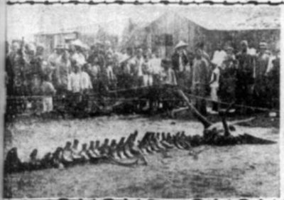 ​未解之谜：法老的诅咒接二连三的离世图坦卡蒙究竟多奇怪图坦卡蒙墓 埃及法老图