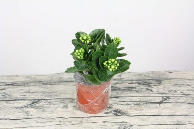 ​盆栽长寿花的养殖方法和注意事项