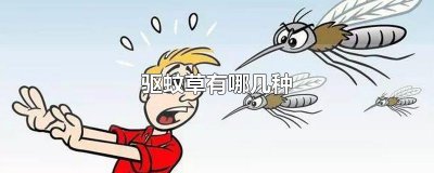 ​驱蚊草有哪几种