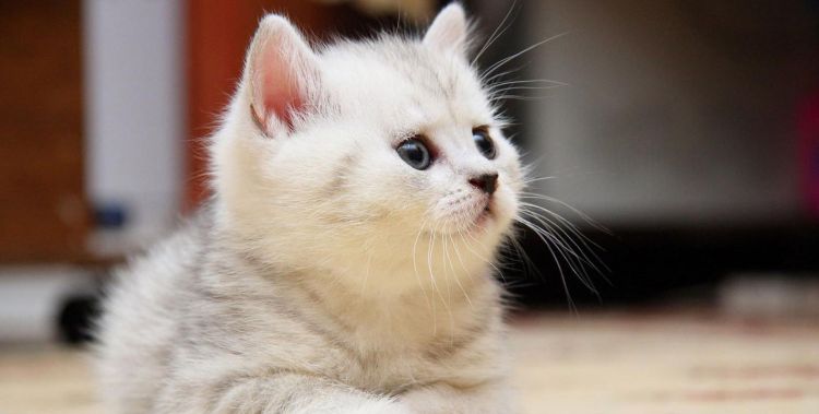 不仅会揉揉脸还会胸口碎大石的萌物是什么