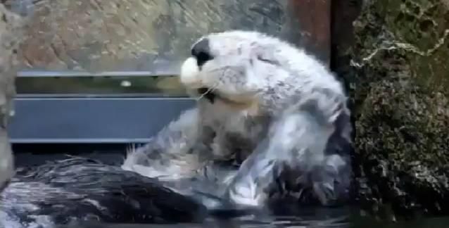 不仅揉脸脸还会胸口碎大石的萌物是