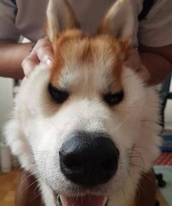 ​会揉脸脸的萌物是什么动物,不仅会揉脸脸还会胸口碎大石