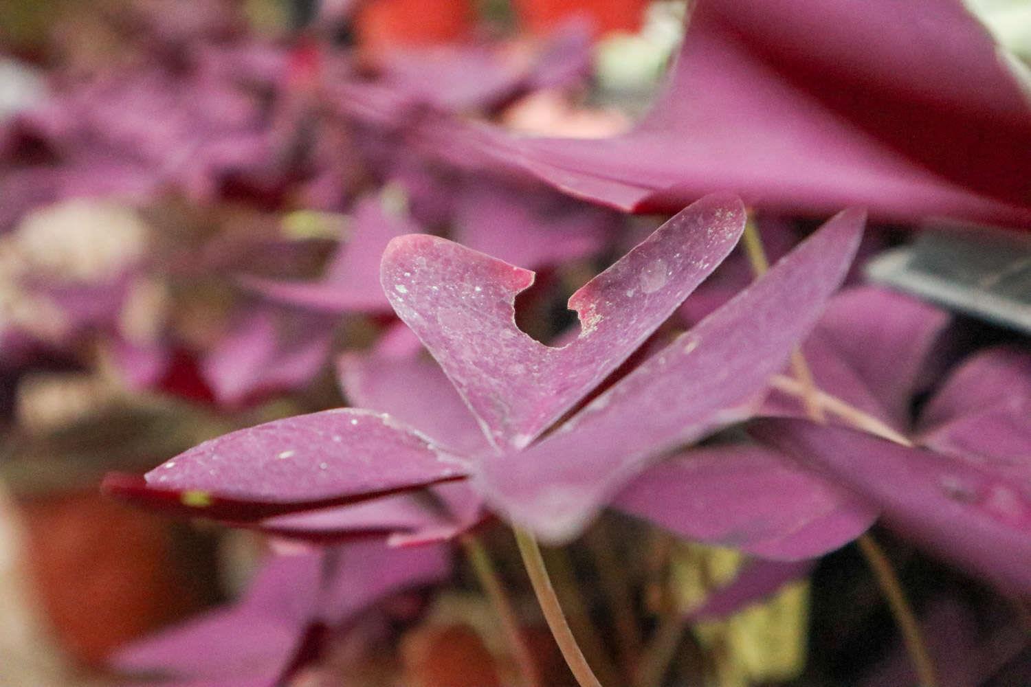 紫叶酢浆草 紫叶酢浆草