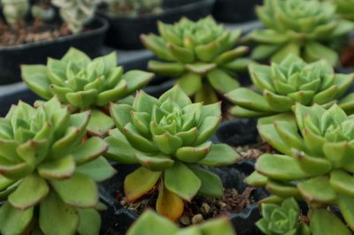 ​多肉植物幼苗养护问题