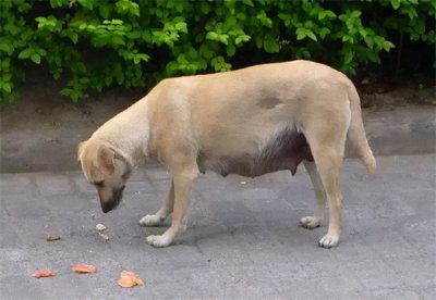 ​狗狗来月经怎么处理方法？小编来支招