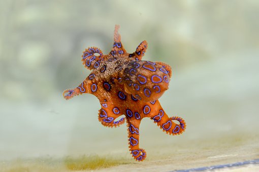 blue-ringed-octopus-2414408__340 (1).jpg