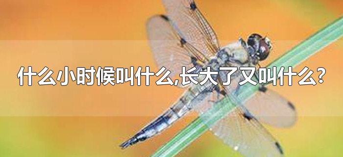 什么小时候叫什么,长大了又叫什么?