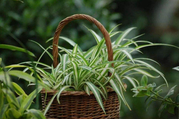 吊兰病虫害防治(图1)