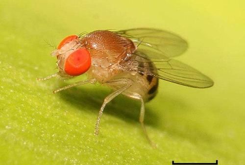 水果经常生一些小飞虫该如何处理