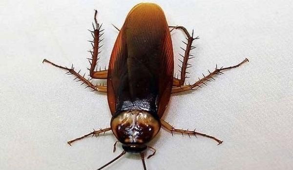 大蟑螂和小蟑螂的区别，水蟑螂和蟑螂的区别？图1