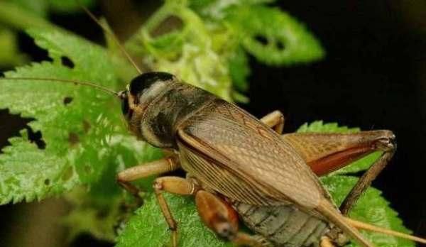 大蟑螂和小蟑螂的区别，水蟑螂和蟑螂的区别？图2