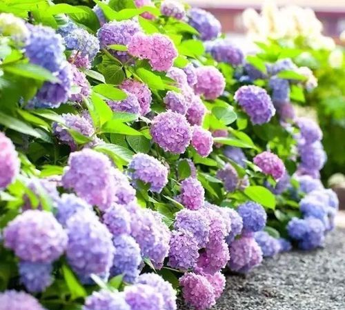 绣球花为什么又叫死人花