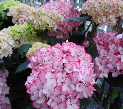 绣球花为什么又叫死人花