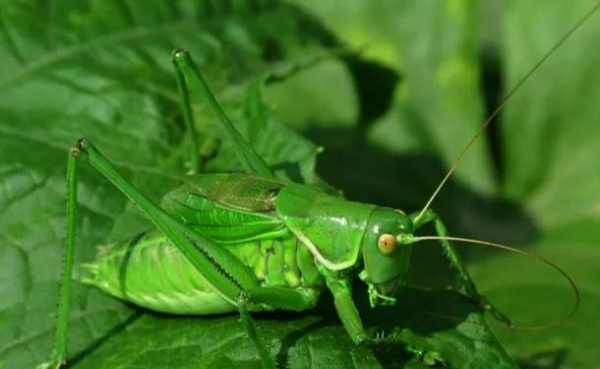绿蝈蝈是什么东西,《昆虫记》绿色蝈蝈读后感200字图1