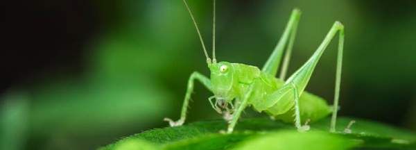 绿蝈蝈是什么东西,《昆虫记》绿色蝈蝈读后感200字图4