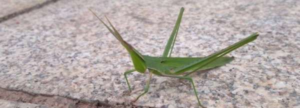 绿蝈蝈是什么东西,《昆虫记》绿色蝈蝈读后感200字图2