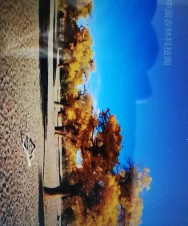 胡杨林在哪，胡杨林在哪个地区？图3