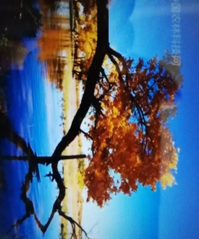 胡杨林在哪，胡杨林在哪个地区？图4