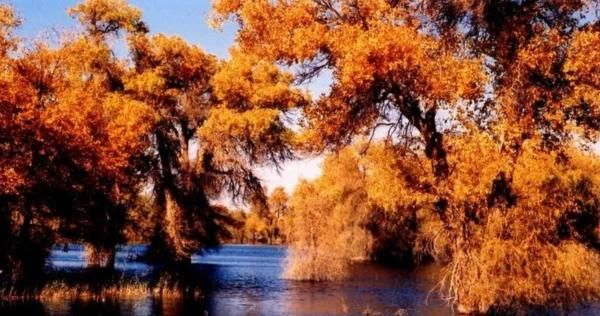 胡杨林在哪，胡杨林在哪个地区？图1