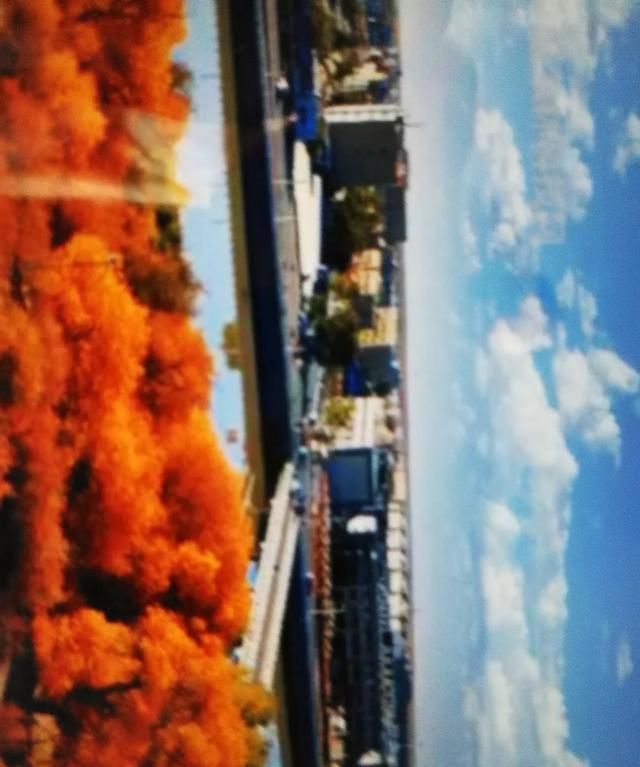 胡杨林在哪，胡杨林在哪个地区？图2