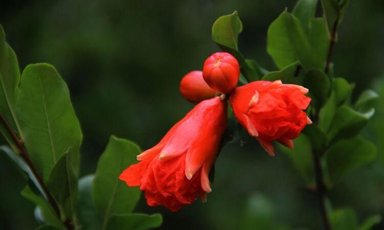 石榴果的寓意和花语