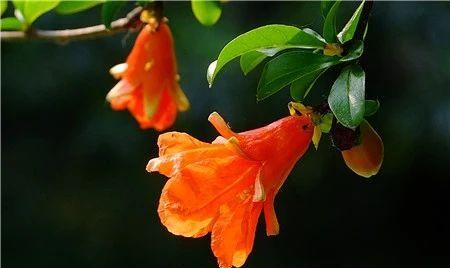 石榴的寓意和花语