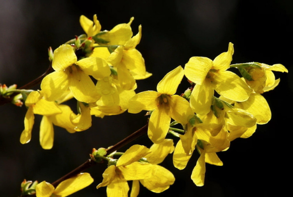 四月份开什么花,四月什么花开得最灿烂图4