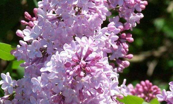 四月份开什么花,四月什么花开得最灿烂图3