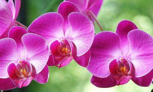 四月份开什么花,四月什么花开得最灿烂图2