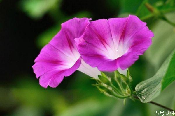 牵牛花的花语是什么呢 牵牛花的种植要注意什么呢
