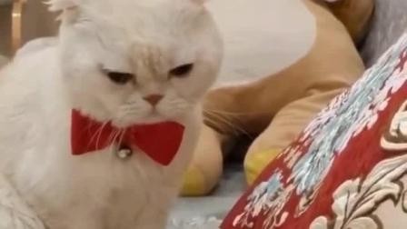 盘点十大最红抖音名人