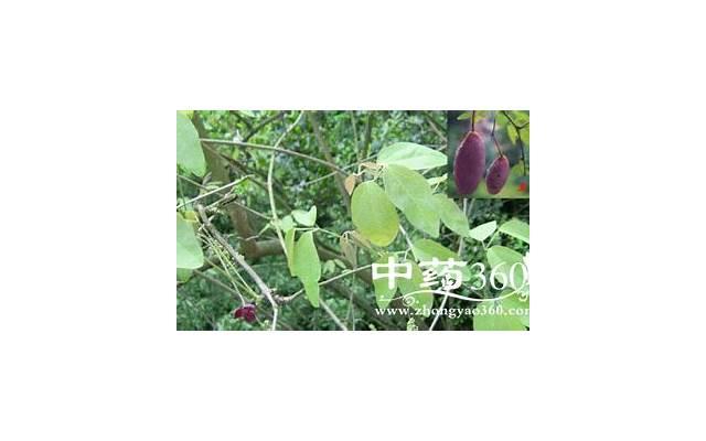 养梨操（养梨操的功效）