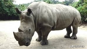 陆地动物十大单挑王！