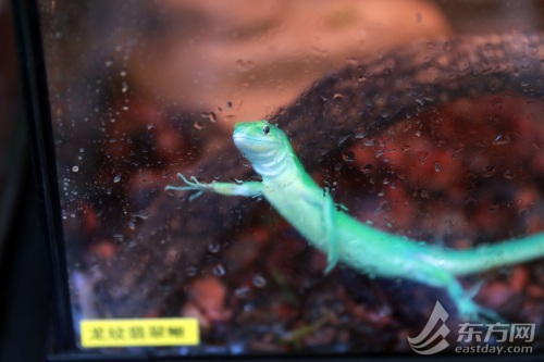 亚洲宠物展上海开幕 快来膜拜各路萌宠神兽