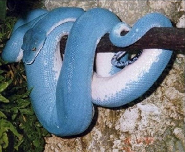 长相标致,颜色艳丽的蓝蛇,谁都想不到它这么厉害