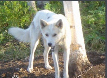 中国东北已经濒危神犬：鄂伦春犬