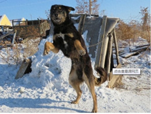 中国东北已经濒危神犬：鄂伦春犬