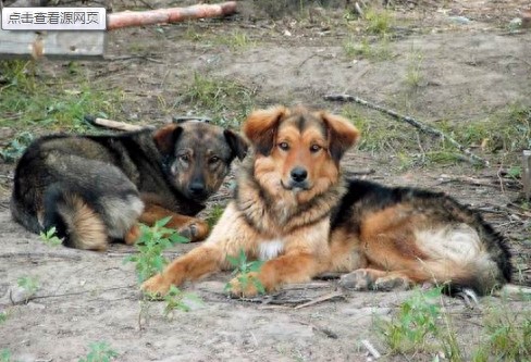 中国东北已经濒危神犬：鄂伦春犬